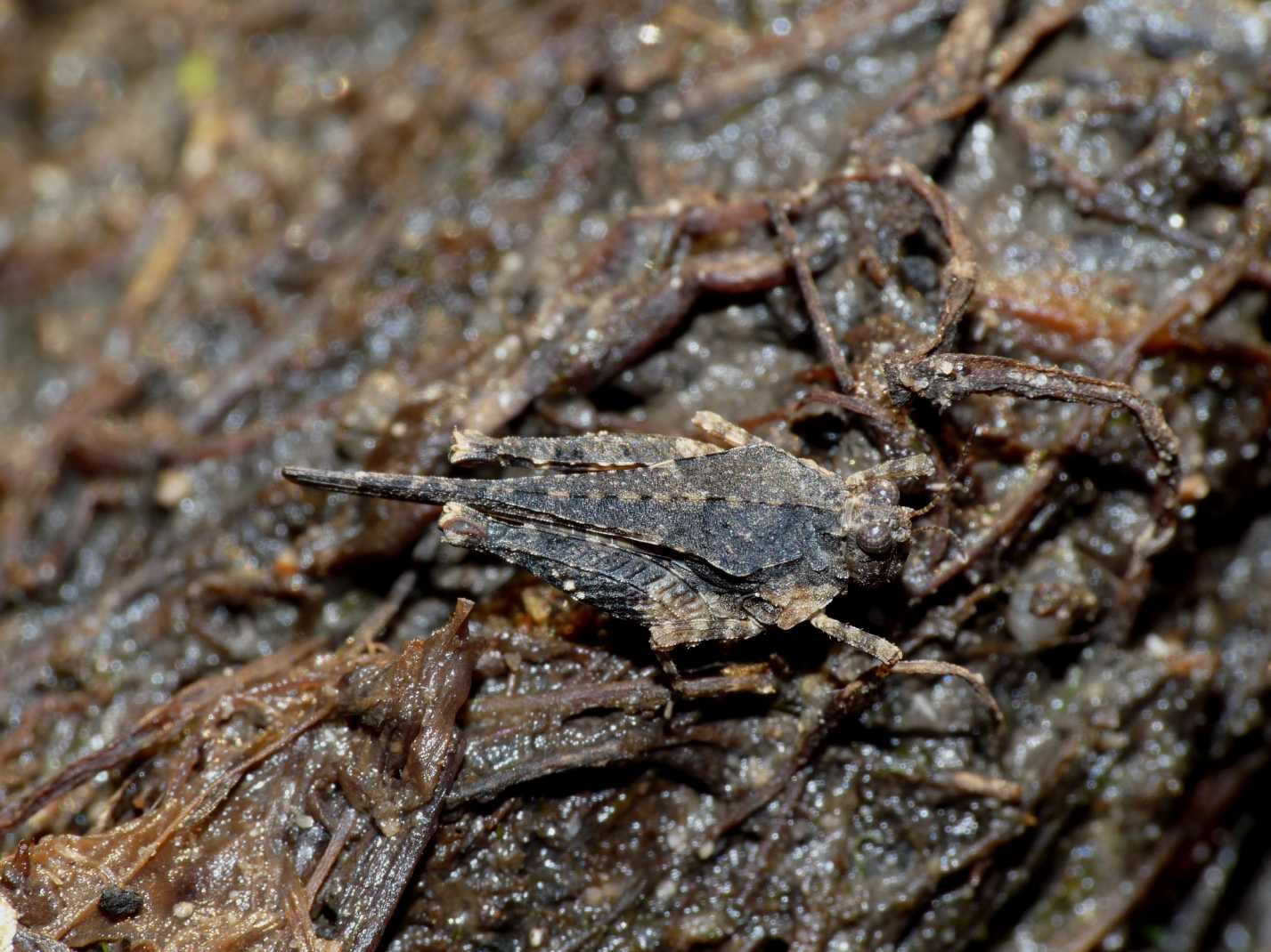 Tetrigidae